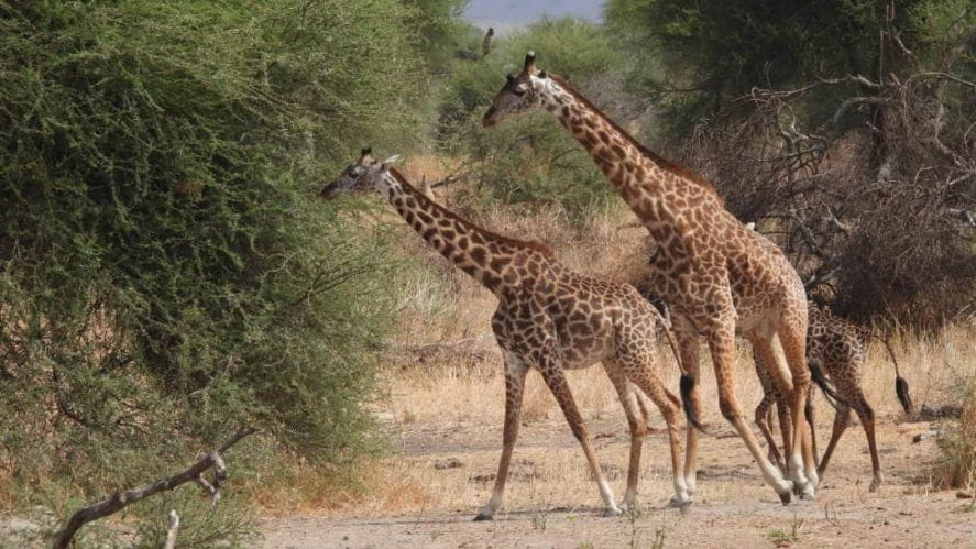 In the name of service: an overview of the Tanzania Service Project - Carousel For News Detail