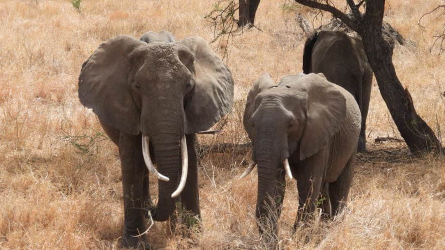 In the name of service: an overview of the Tanzania Service Project - Carousel For News Detail