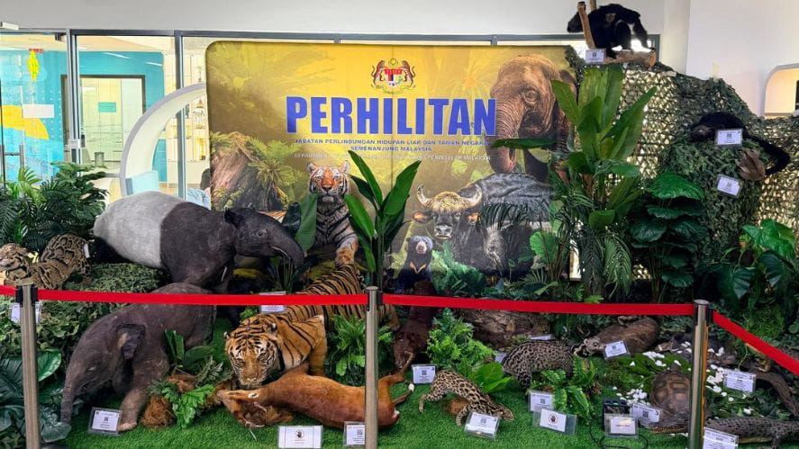 Defending the roar: BSKL for Malayan Tigers raises RM102,800 for conservation - Carousel For News Detail