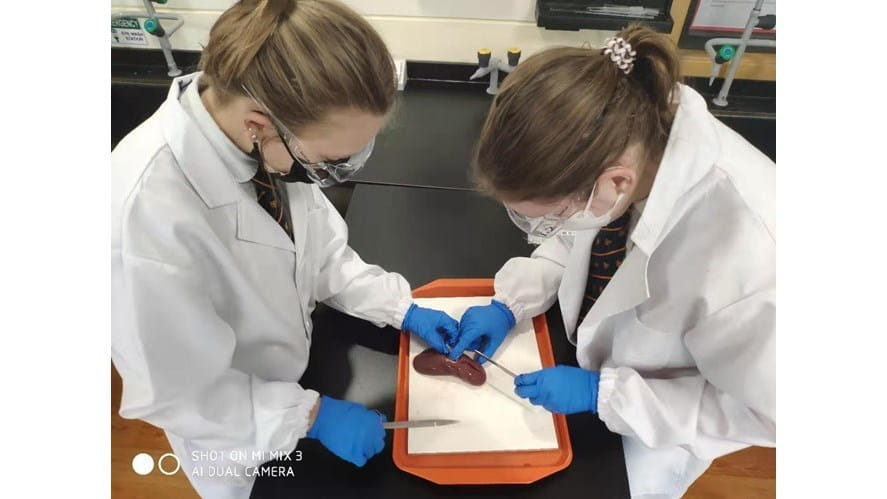 What is Dissection in Biology? | BSN Nanjing - the-importance-of-dissection-in-biology