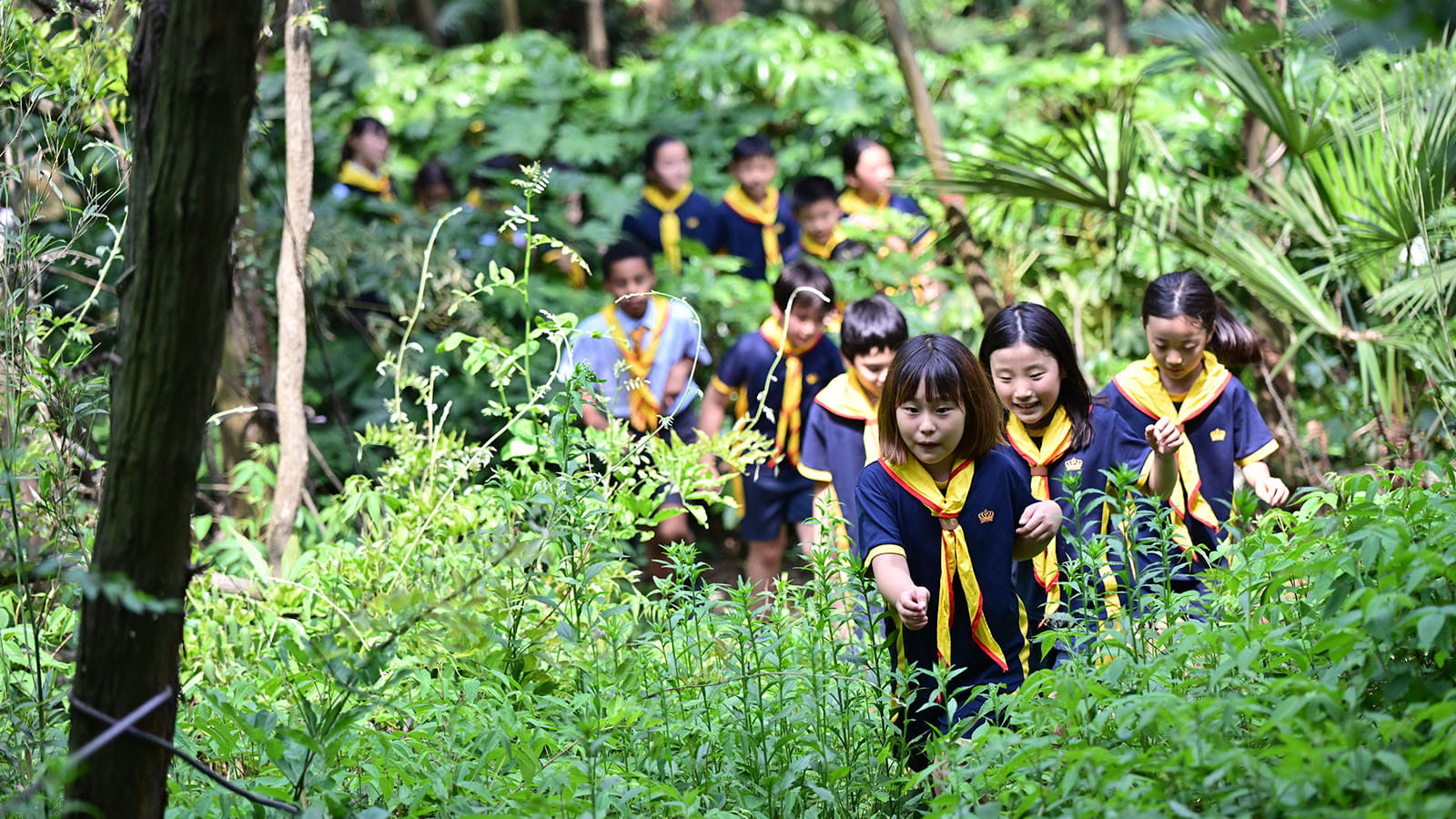 The British School of Nanjing | Nord Anglia Education - Feature Cards Pattern