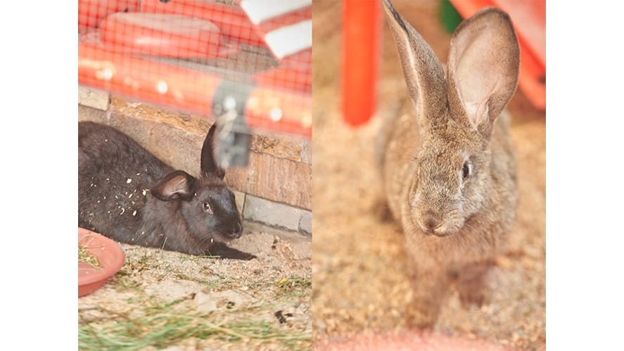 Добро пожаловать - два новых друга в кампусе Сайрам-welcome-two-new-additions-at-sayram-rabbit