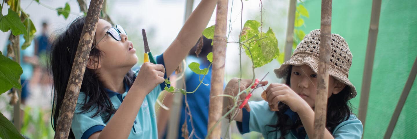 Girls picking fruit from a tree