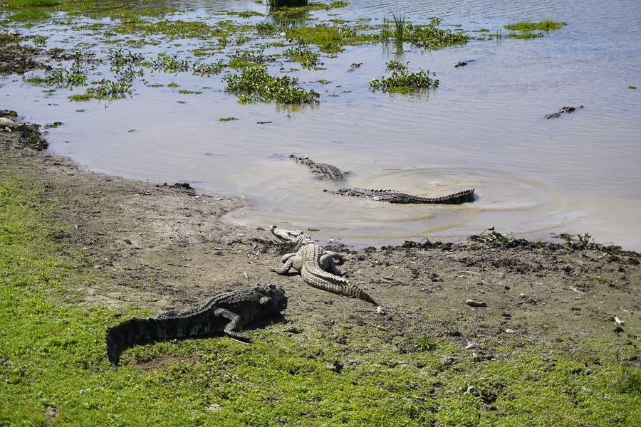 Tiêu Điểm Trong Tuần 06/02/2026 - Weekly Highlights 06 02 2026
