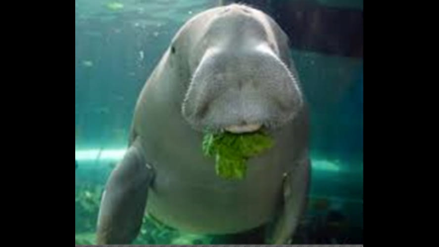 Dugong
