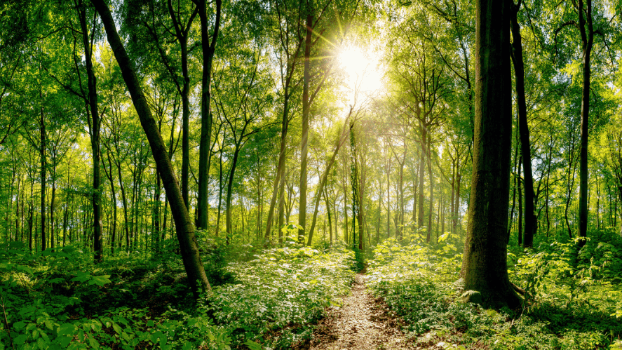 Our sustainable initiatives at Collège du Léman