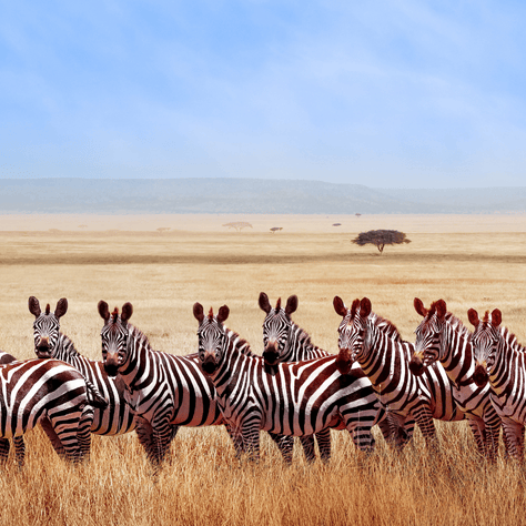 Boarding trip 2025 Tanzania