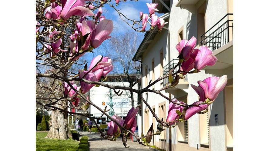  Le bien-être au cœur de l'enseignement au Collège du Léman-well-being-at-the-heart-of-teaching-at-collge-du-lman-for-young-and-old-magnolias