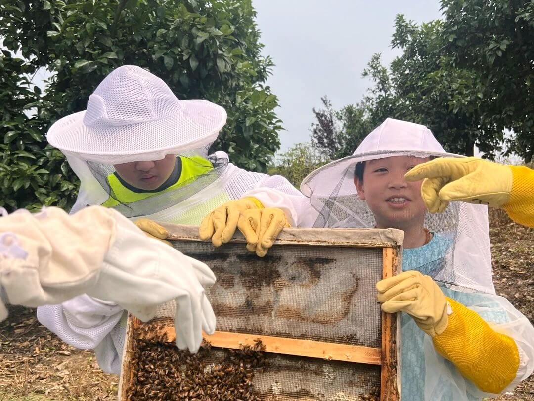 Learning from Nature Exploring Bees - Learning from Nature Exploring Bees