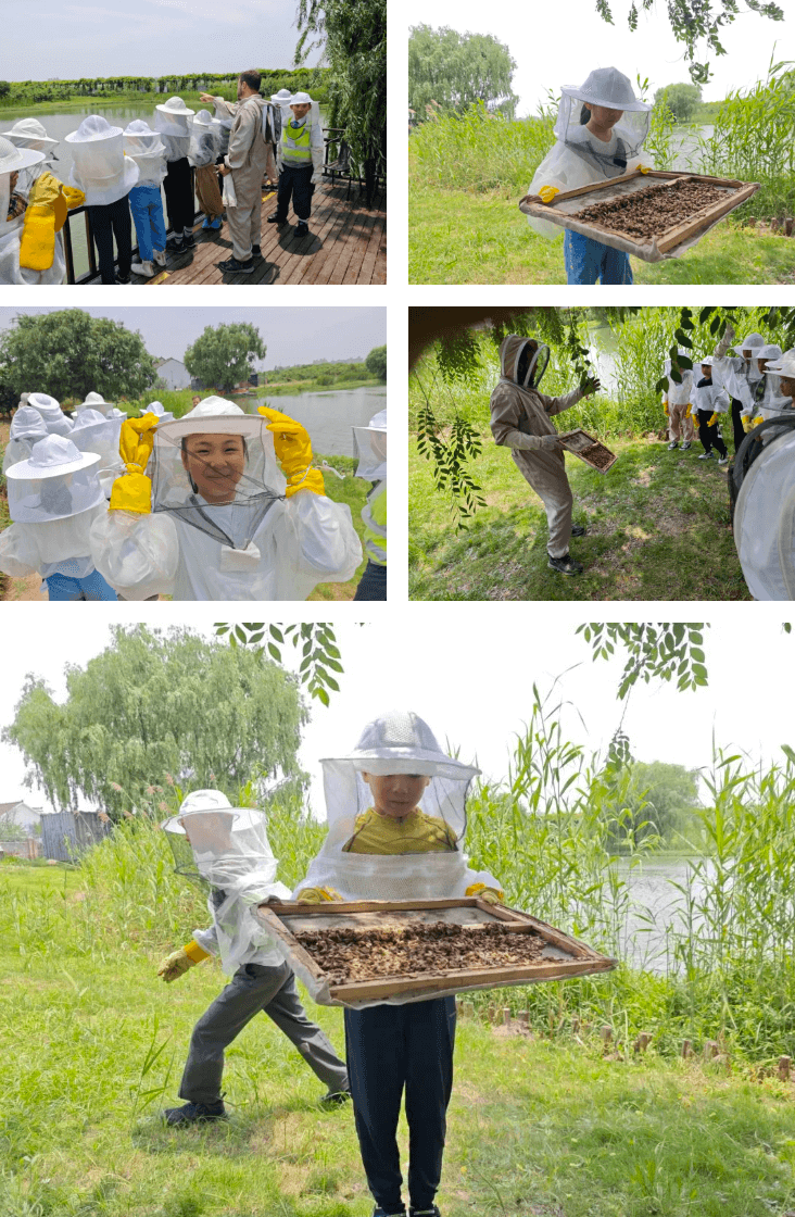 Learning from Nature Exploring Bees - Learning from Nature Exploring Bees