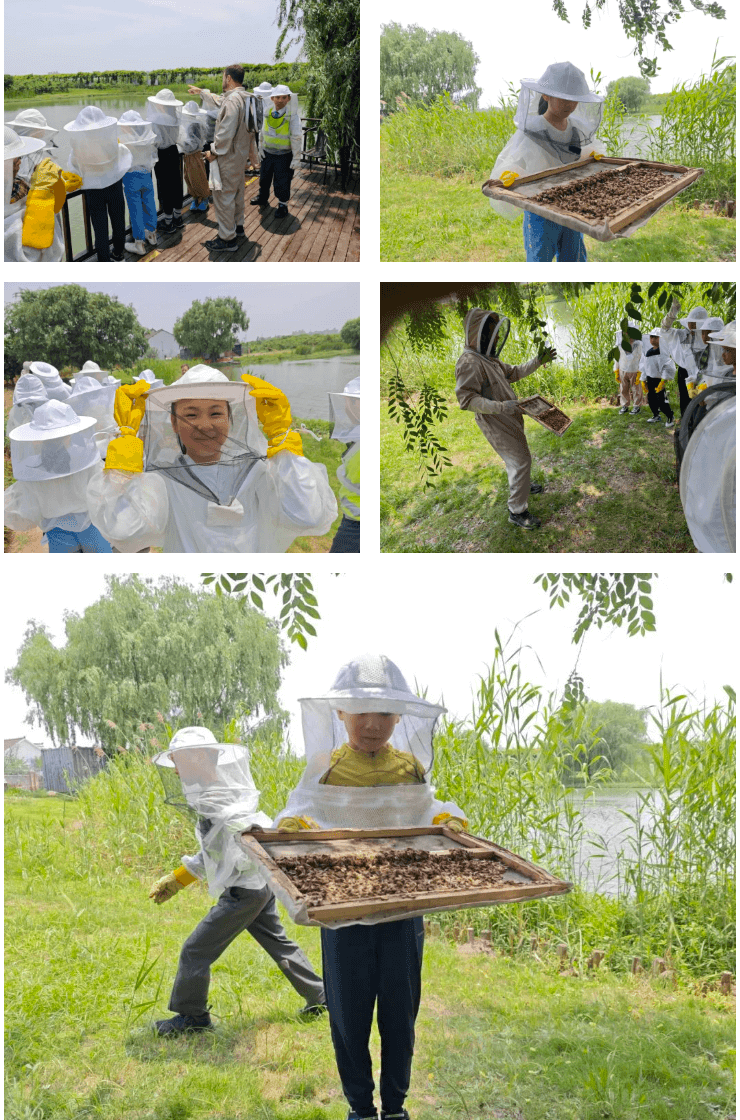 Learning from Nature Exploring Bees - Learning from Nature Exploring Bees