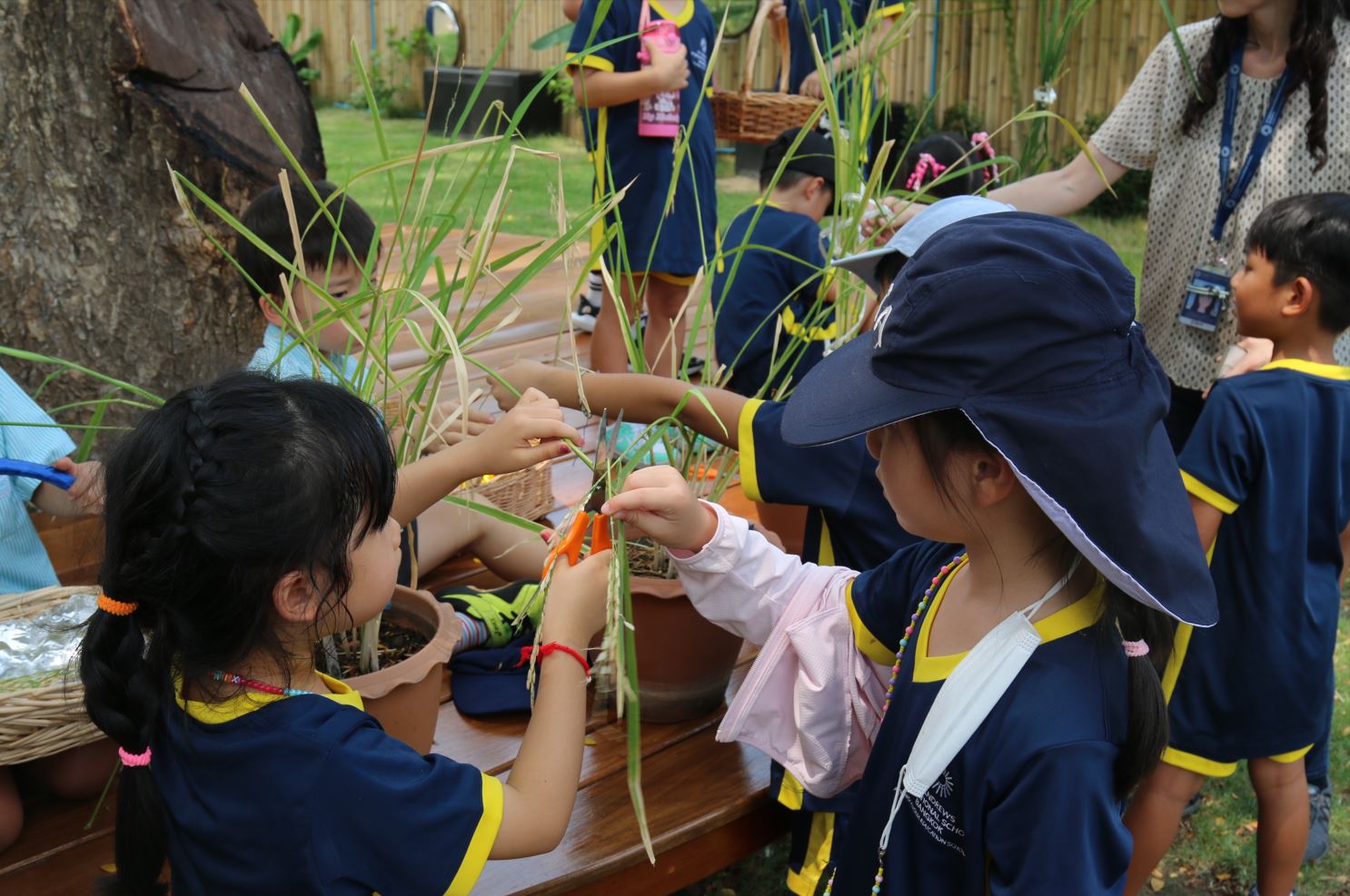 “Bucket Rice” - Cultivation of Thai Jasmine Rice - Bucket-Rice