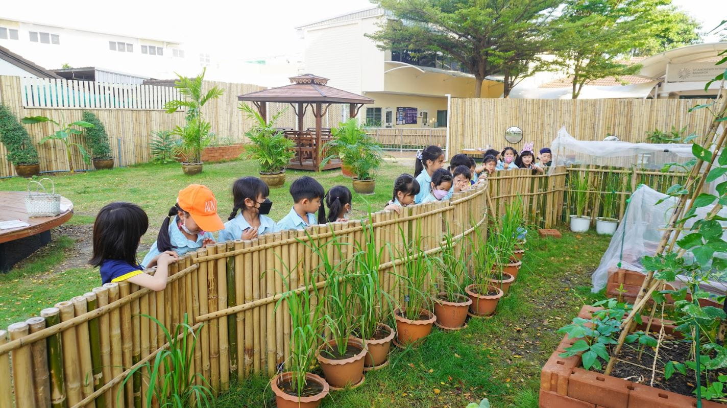 “Bucket Rice” - Cultivation of Thai Jasmine Rice - Bucket-Rice