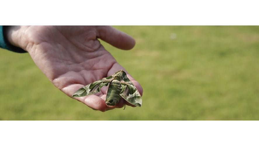 moth