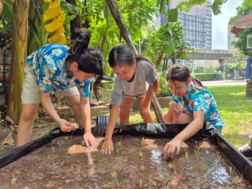 Year 7 Japanese class students create a rice paddy field on campus, celebrating Earth Day 2025 - Rice paddy field