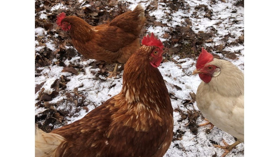 Did you hear about the hen who could only lay eggs in winter? - did-you-hear-about-the-hen-who-could-only-lay-eggs-in-winter