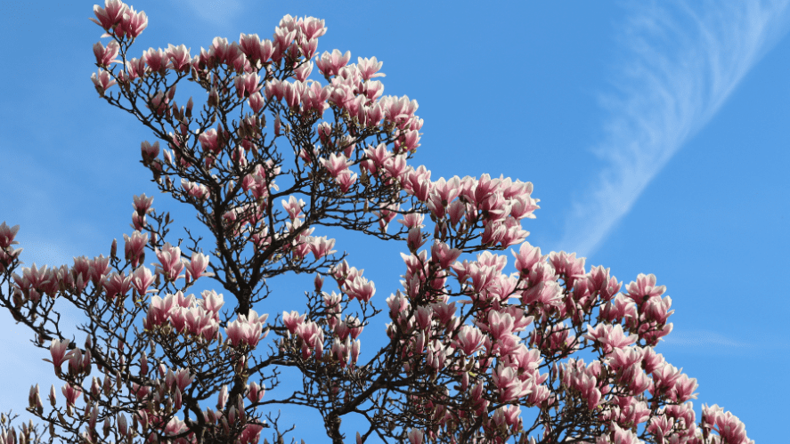 Moment de douceur : célébration de la floraison de notre magnolia - Sweet gratitude - Celebrating our blooming magnolia tree