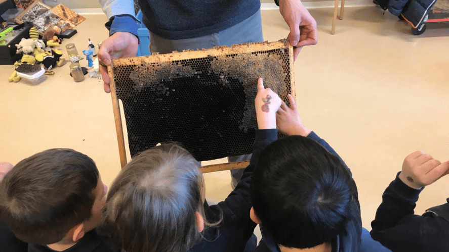 Qu'est-ce qui bourdonne à Nyon ? Observons les abeilles dans notre espace école à ciel ouvert-What is buzzing in Nyon Observing bees in our Forest School-Observing bees