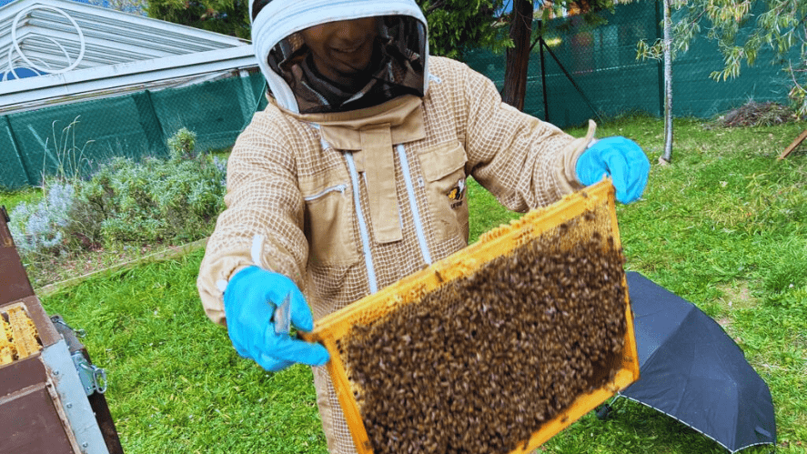 Une sacrée bonne idée : une ruche sensibilise Champittet Nyon à l'écologie - A sweet idea
